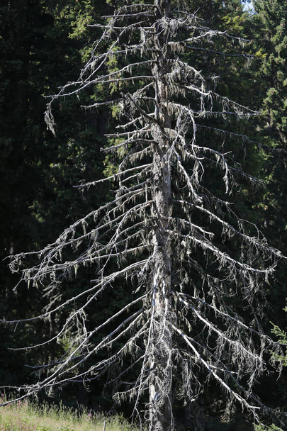 Toter Baum im Berg. Saint-Gervais. Frankreich.  - Foto, Bild