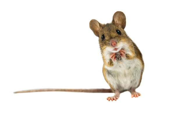 Yllättynyt kenttä hiiri leikkausreitillä
 - Valokuva, kuva