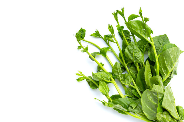 Ceylon Spinach leaves on white background. - Photo, Image