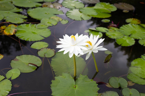 Beautiful blooming Nymphaea lotus flower with leaves, Water lily pot - Photo, Image