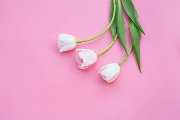 Белые розовые тюльпаны на розовом фоне. - Фото, изображение