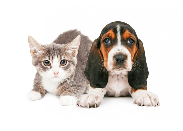 Щенок и котенок Бассета Хунда
 - Фото, изображение