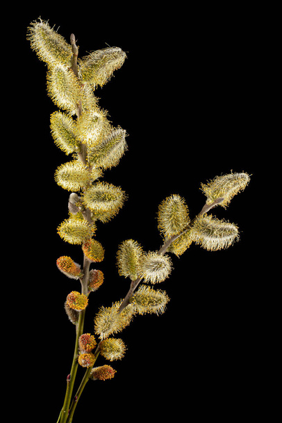 Blossoming pussy-willow twig, isolated on black background - Foto, Bild