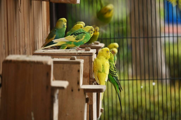 Budgerigars (κοινά παπαγαλάκια κατοικίδιων ζώων). Κατοικίδια πτηνά ενδημικά στην Αυστραλία. - Φωτογραφία, εικόνα