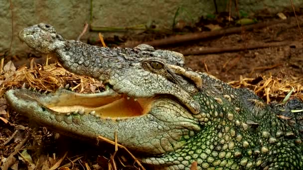 Közelről krokodil, szabadtéri Chiangmai Thaiföld. - Felvétel, videó