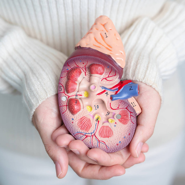 woman holding Anatomical human kidney Adrenal gland model. disease of Urinary system and Stones, Cancer, world kidney day, Chronic kidney and Organ Donor Day concept - Zdjęcie, obraz