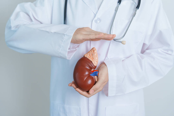 Doctor holding Anatomical kidney Adrenal gland model. disease of Urinary system and Stones, Cancer, world kidney day, Chronic kidney, Urology, Nephritis, Renal and Transplant concept - Foto, immagini