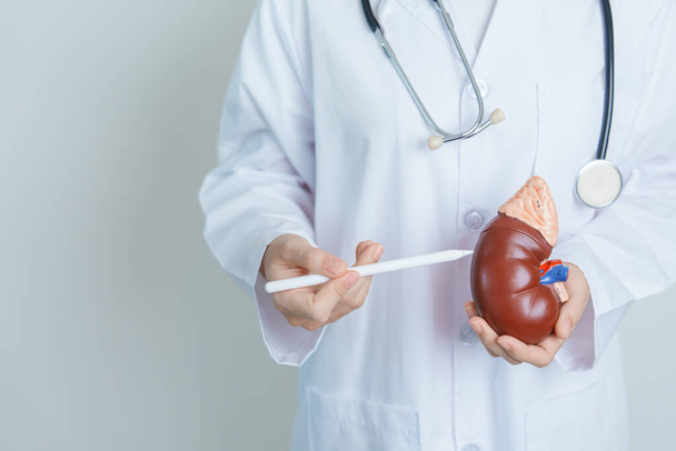 Doctor holding Anatomical kidney Adrenal gland model. disease of Urinary system and Stones, Cancer, world kidney day, Chronic kidney, Urology, Nephritis, Renal and Transplant concept - Foto, immagini