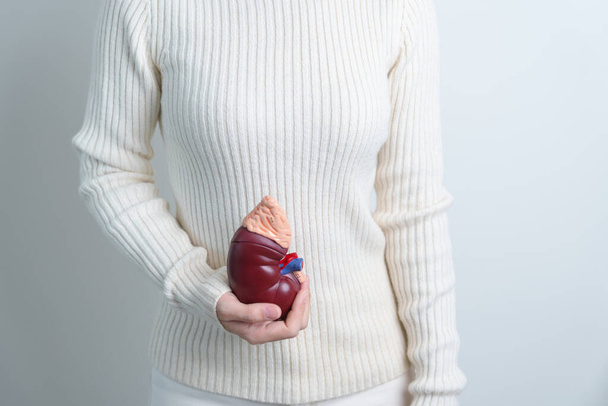 woman holding Anatomical human kidney Adrenal gland model. disease of Urinary system and Stones, Cancer, world kidney day, Chronic kidney and Organ Donor Day concept - Foto, Imagem
