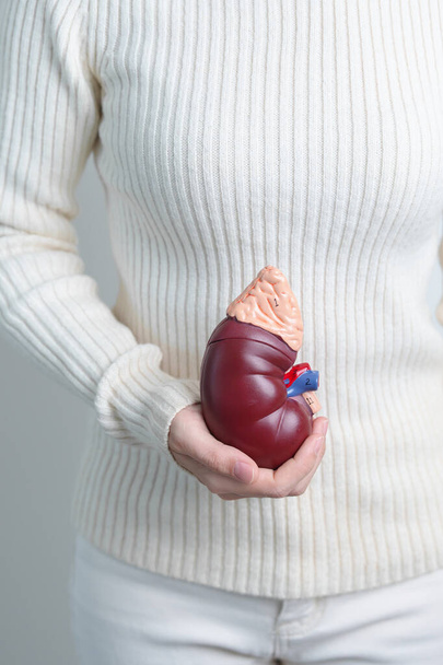 woman holding Anatomical human kidney Adrenal gland model. disease of Urinary system and Stones, Cancer, world kidney day, Chronic kidney and Organ Donor Day concept - Foto, Imagem