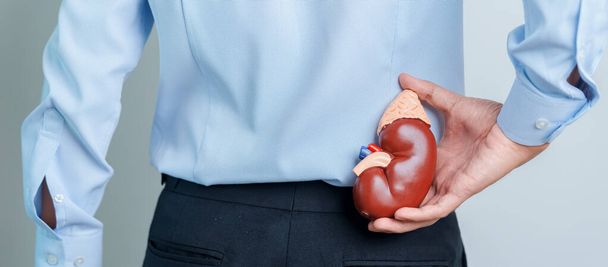 Man holding Anatomical human kidney Adrenal gland model. disease of Urinary system and Stones, Cancer, world kidney day, Chronic kidney and Organ Donor Day concept - Zdjęcie, obraz