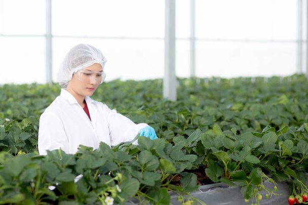 Junge Asiatinnen checken Erdbeeranbau mit Glück für Forschung im Farmgewächshaus-Labor, Weibchen untersuchen Erdbeeranbau frisch mit Landwirtschaft, Kleinunternehmerkonzept. - Foto, Bild