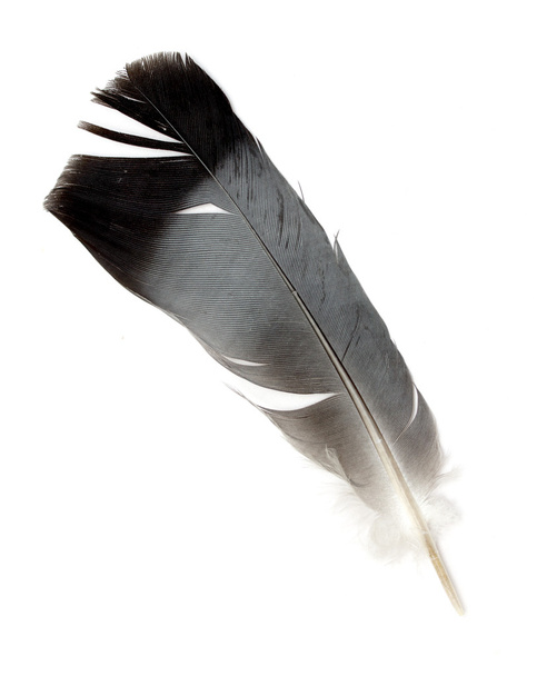 Feather - Фото, зображення