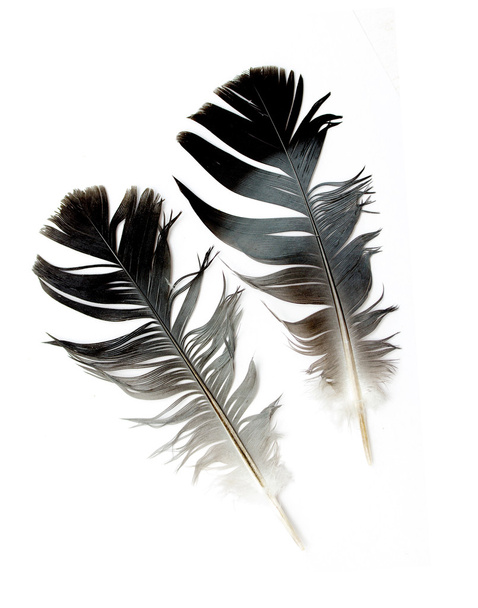 Feather - Foto, Imagem