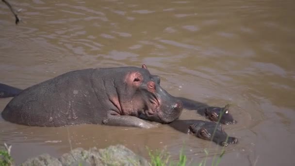  hipopótamos en una pose de apareamiento mientras están en el agua - Metraje, vídeo