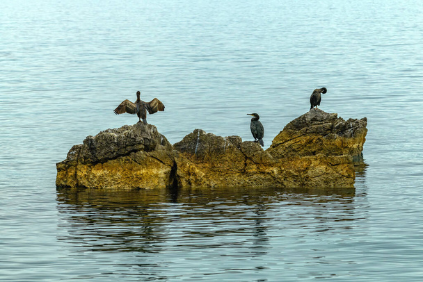 Cormorants resting on the rocks of Kvarner gulf in Adriatic sea, selective focus - Foto, Imagem