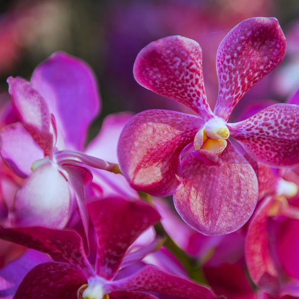 Belle orchidée pourpre arbre à fleurs
 - Photo, image