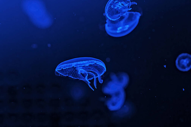 Shooting macro Jellyfish Aurelia Aurita underwater close up - Foto, afbeelding