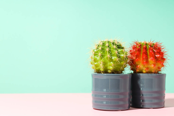 Hangulatos hobbi termesztő ház vagy beltéri növények - kaktusz - Fotó, kép