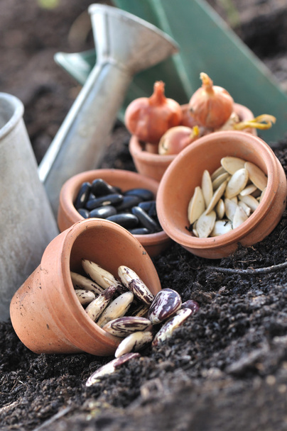 semillas en macetas para sembrar
  - Foto, Imagen