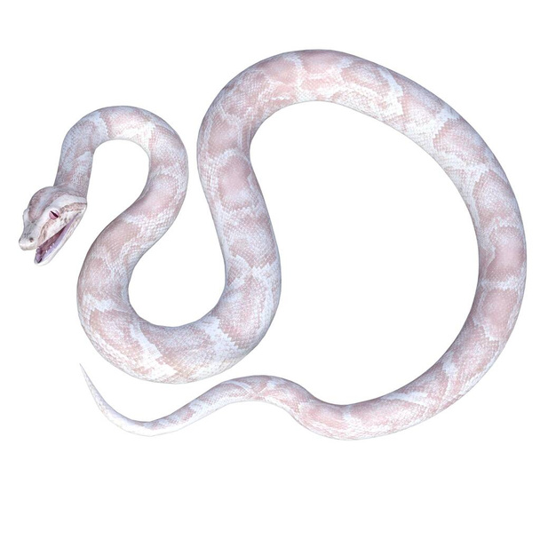 3D рендеринг, иллюстрация, белый и розовый питон альбиноса - Фото, изображение