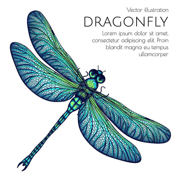  Vector illustration of a green-blue dragonfly - Vector, Image