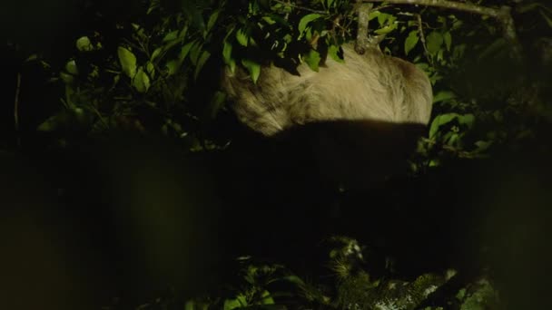 Nocne nagranie wolno poruszającego się zwierzęcia na gałęziach drzew. Lenistwo oświetlone latarką. Oglądanie zwierząt w dzikiej przyrodzie, Kostaryka. - Materiał filmowy, wideo