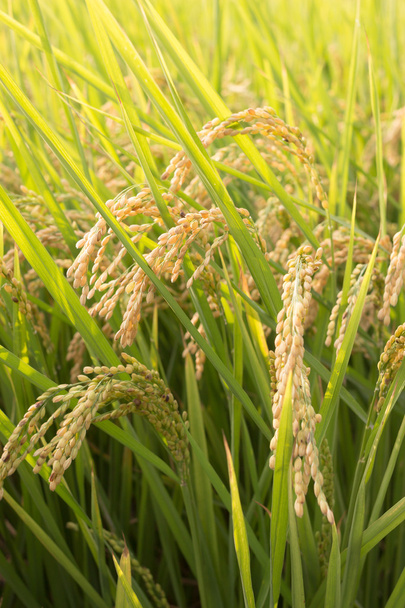 рисові поля
 - Фото, зображення
