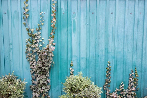 Πράσινο αμπέλι, κισσός, λιάνα, αναρριχητής ή αναρριχητικό φυτό ανάπτυξη σε μπλε ξύλινο τοίχο με αντίγραφο χώρο στο κέντρο ή στη μέση. Ομορφιά στη φύση και φυσικό σχεδιασμό. Φύλλα σε ταπετσαρία ή βαμμένο φόντο ξύλου. - Φωτογραφία, εικόνα
