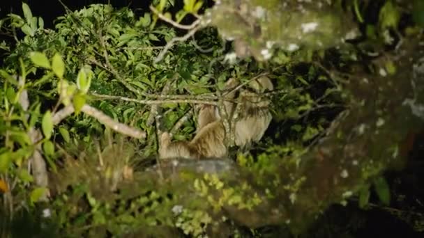 Ночной снимок ленивца с горлом Брауна высоко в короне дерева. Животное в зеленой растительности освещается фонариком. Наблюдая за животными в дикой природе Коста-Рики. - Кадры, видео