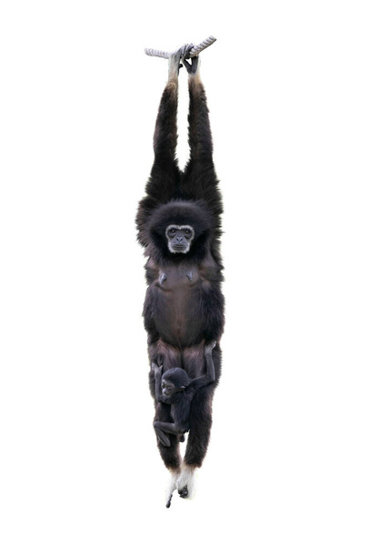 Gewöhnlicher Gibbon, Weißhändig isoliert auf weißem Hintergrund. Gibbon hatte ein Kind auf der Brust, Schneideweg. - Foto, Bild