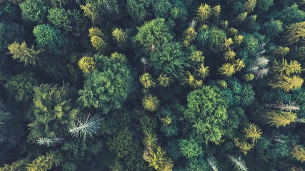 A top-down aerial view of treetops in a mysterious mixed deciduous-coniferous forest. Birds eye view of a colorful forest at sunset. - Valokuva, kuva