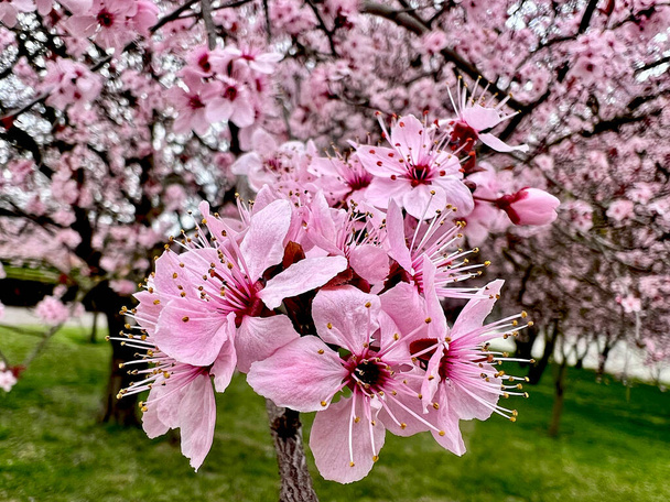 Cherry blossoms are symbolic of spring. Beautiful sakura. Cherry blossoms are a stunning natural wonder. - Photo, Image