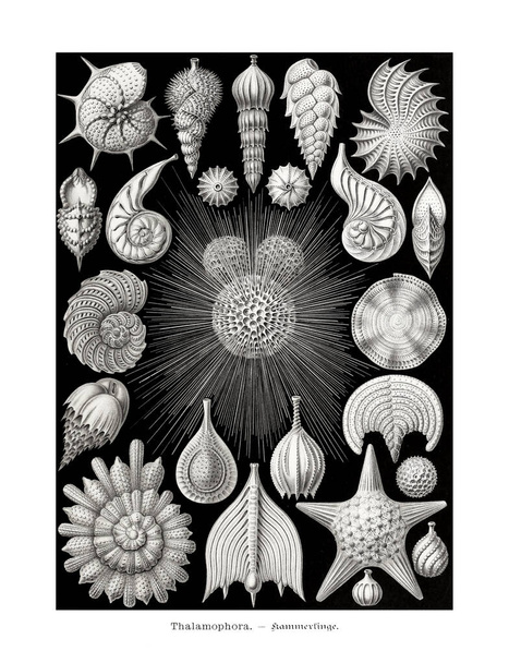 Vintage starfish and snail - Valokuva, kuva