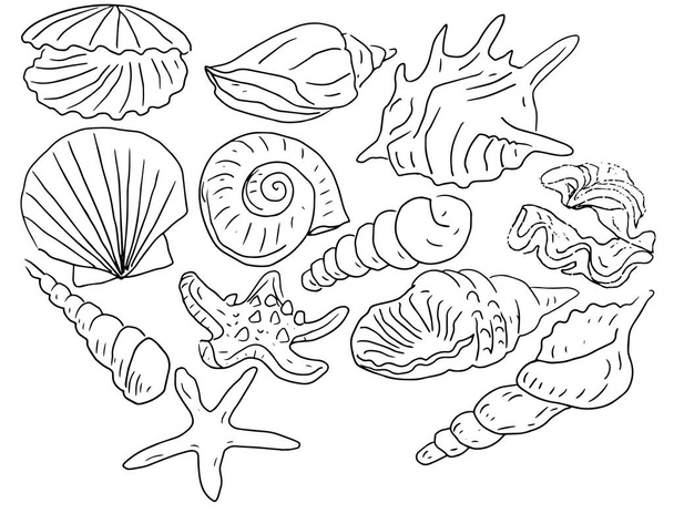 Seashells coloring molluscs marine animals set on white background graphic illustration sketch doodle - Vector, imagen
