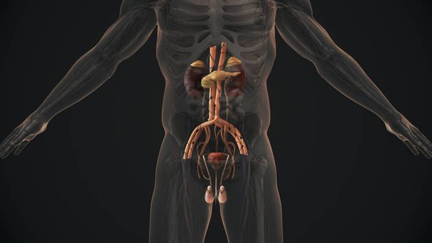 Anatomie van het mannelijke urine- en voortplantingsstelsel - Foto, afbeelding