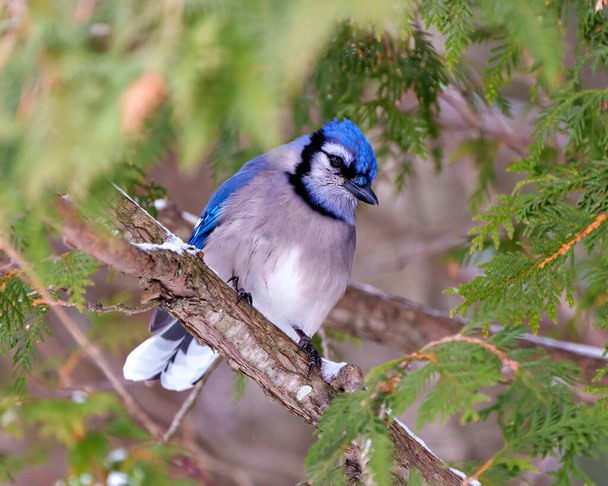 Blue Jay close-up perched on a cedar branch tree with a blur forest background in the forest environment and habitat surrounding displaying blue feather plumage wings. Picture. Portrait. - Foto, afbeelding