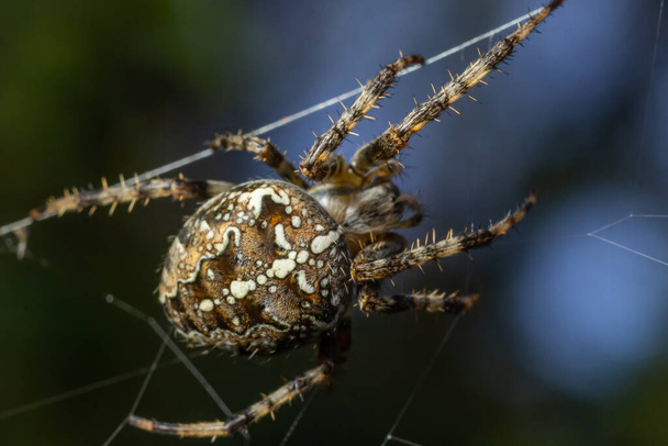 Spider Araneus diadematus з хрестом на спині в інтернеті на тлі дерева.. - Фото, зображення