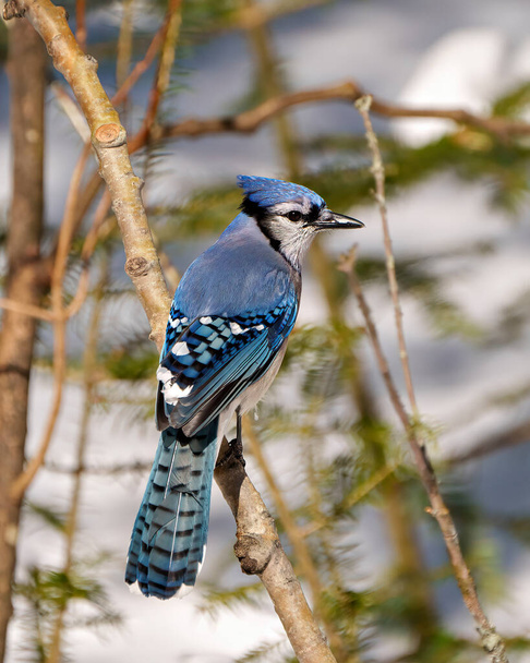 Blue Jay close-up profile rear view perched on a branch displaying blue feather plumage and tai with a blur forest background in its environment and habitat surrounding. Jay Photo and Picture. - Zdjęcie, obraz