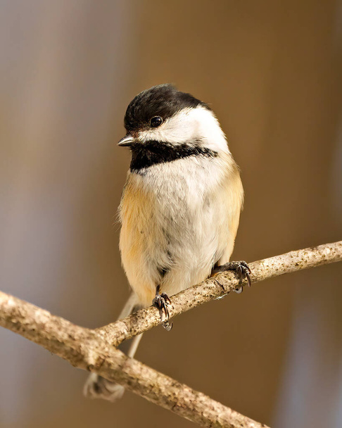 Chickadee close-up profile front view perching on a tree branch with blur brown background in its environment and habitat surrounding.  - Foto, imagen