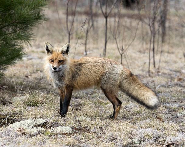 Red Fox close-up profile view side view in the springtime with blur white moss and coniferous branches background and  its environment and habitat. Fox Image. Picture. Portrait. - Valokuva, kuva
