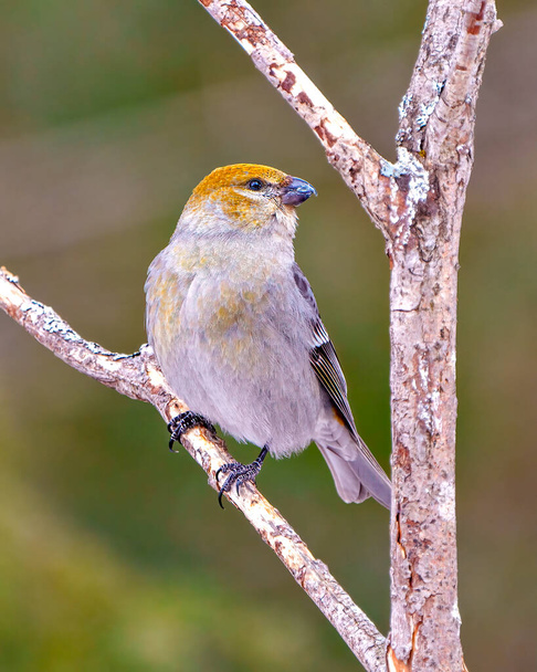 Pine Grosbeak female front view perched on a branch with a blur forest background in its environment and habitat surrounding and displaying rusty colour feather plumage. Grosbeak Portrait. - Fotografie, Obrázek