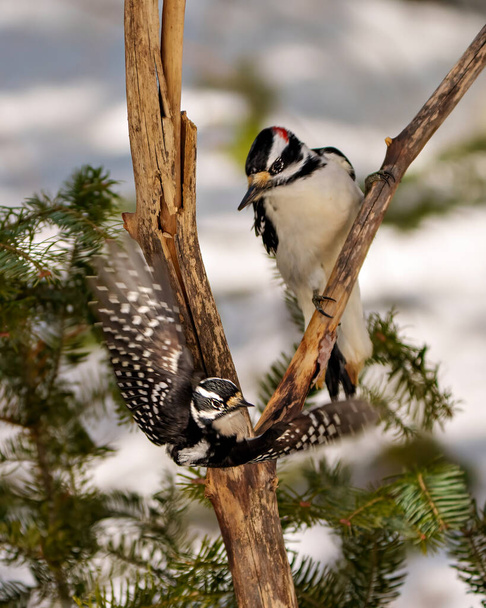 Woodpecker couple, one perched and the female flying below with spread wings with a blur and coniferous background in their environment and habitat surrounding displaying white and black feather plumage wings.  - 写真・画像