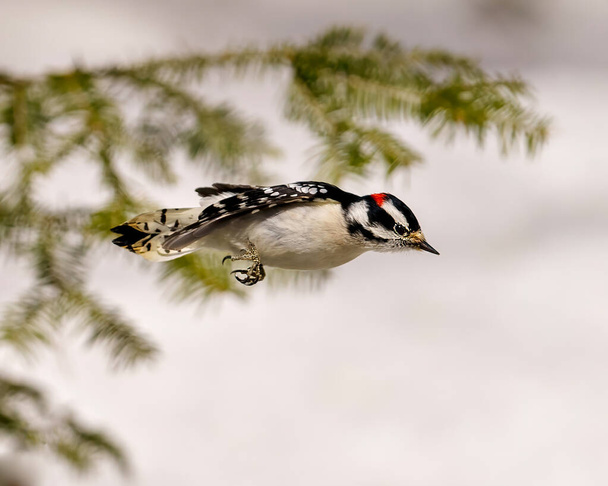 Woodpecker male jumping in the air with a white blur background and coniferous branches in its environment and habitat surrounding.  Jumping Woodpecker. - Фото, зображення