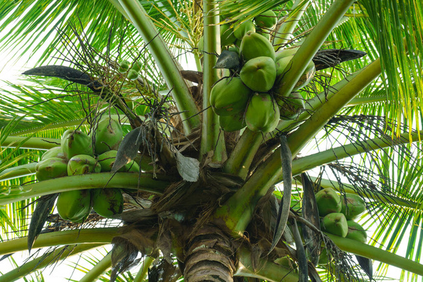 Багато зелених кокосів на пальмовому дереві
. - Фото, зображення