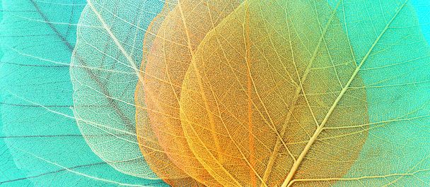 Colorful transparent and delicate skeleton leaves - Photo, Image