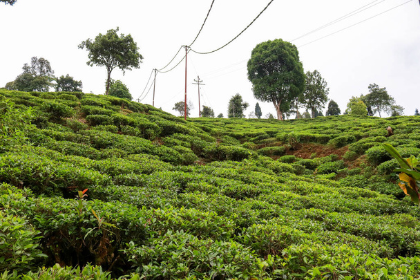 Countryside landscape of Kurseong in Darjeeling - Valokuva, kuva