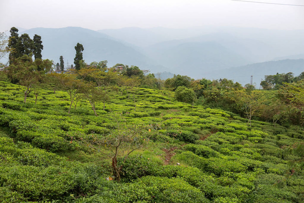 Countryside landscape of Kurseong in Darjeeling - Foto, afbeelding