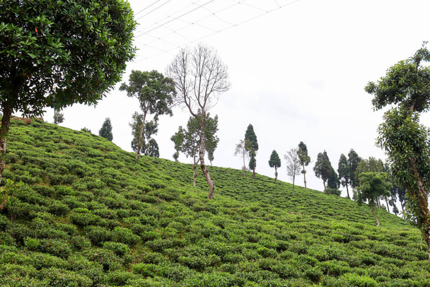 Countryside landscape of Kurseong in Darjeeling - 写真・画像