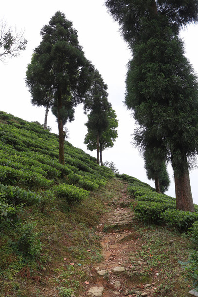 Countryside landscape of Kurseong in Darjeeling - Foto, Imagem